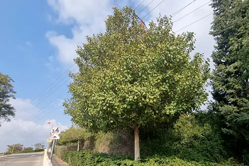 אדר סורי במרחב הציבורי