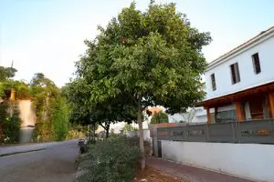 שדרת כרבל לביד