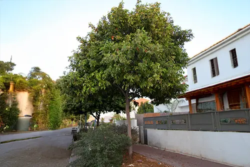 שדרת כרבל לביד