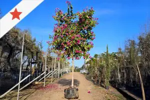 עץ משתלה - בוהיניה פנינה בפריחה (תמונה ראשית)