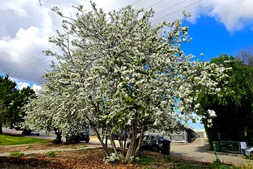 בוהיניה לבנה - קישור לדף העץ