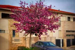 עץ בוהיניה נטלי במרחב האורבני