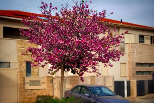 עץ בוהיניה נטלי במרחב האורבני