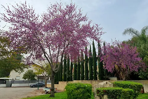קישור לדף כליל קנדי