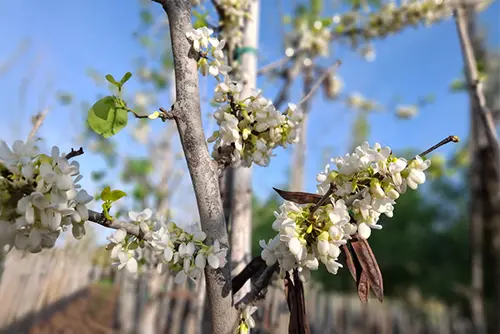 כליל - תקריב פריחה לבנה
