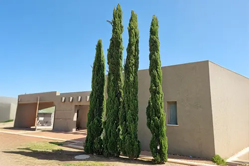 עצי ברוש מצוי 'טוטם' במרחב הציבורי