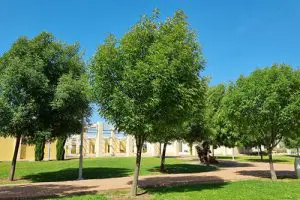 קישור לדף העץ