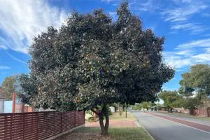 קישור לדף העץ