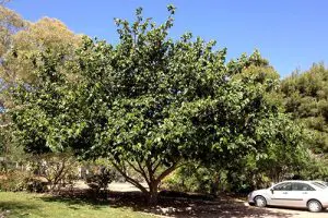 תמונה ראשית