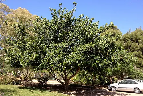 תמונה ראשית
