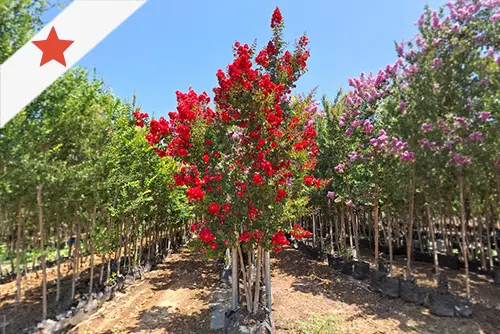 לגרסטרמיה הודית 'דינמיט' רב גזע במשתלה