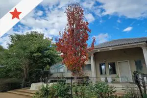 אריסטוקרט - קישור לדף העץ