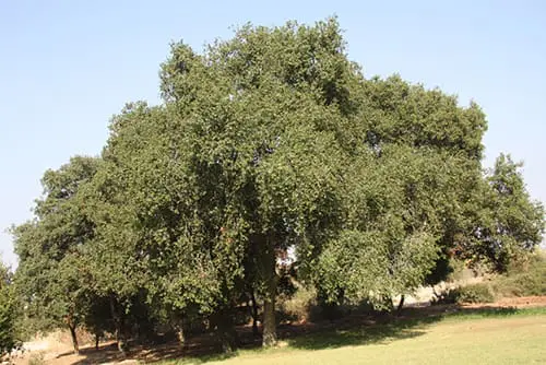 אלון התבור- עץ בוגר