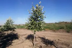 עץ לבנה צעיר פורח