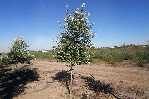 עץ לבנה צעיר פורח