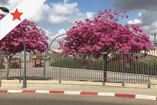 עצי טבבויה סנטה ברברה מורכבת במרחב העירוני