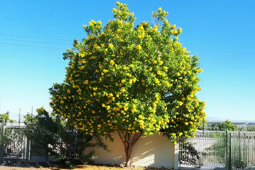 דק פרי הגר בגינה פרטית