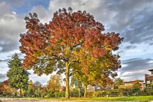 מילה חדת עלים רייווד - צבעי שלכת מרהיבים