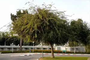 עץ רחוב - מיש אפריקני בכיכר