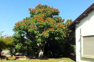 עץ מתחלית פעמונית (ספטודאה) עם פריחה אדומה בחצר פרטית