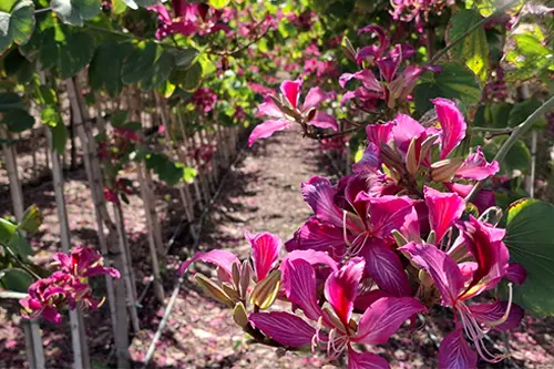בוהיניה תקריב פריחה