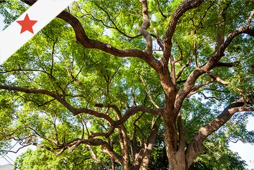 תקריב צמרות - שדרת קינמון קמפורי