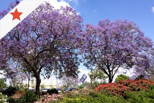 שדרת סיגלונים