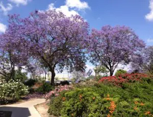 הדגמה של עץ גדול