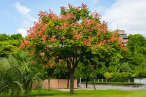 קלורטוריה בפארק