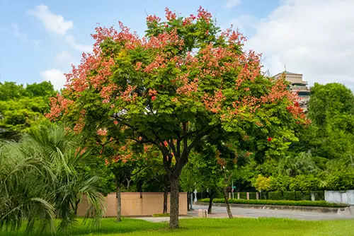 קלורטוריה בפארק