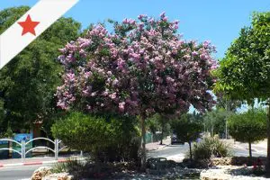 קישור לדף העץ