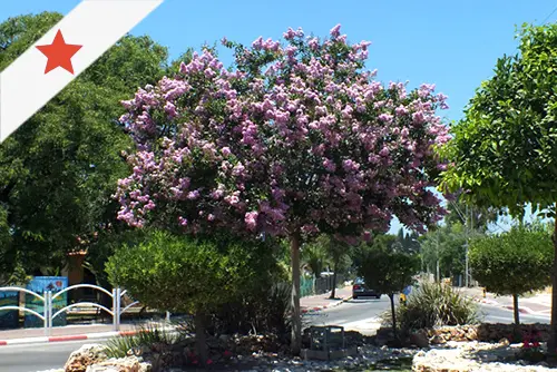 קישור לדף העץ