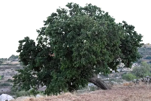 תות שאמי (תות שחור)
