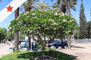 תמונה ראשית - קישור לדף העץ