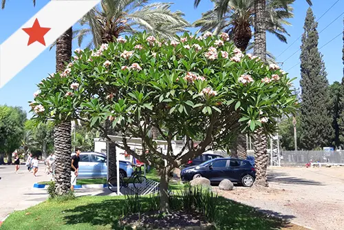 תמונה ראשית - קישור לדף העץ