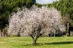 שקדיה בפריחה