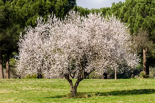 שקדיה בפריחה
