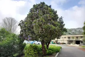 סופורה אמריקאית - קישור לדף העץ