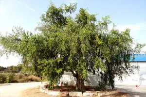 עץ שיזף מצוי בוגר