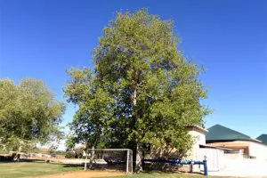 סיסם הודי (דאלברגיה) בוגר בחצר פרטית