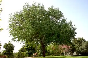 עץ ספיון השעווה בוגר בפארק ציבור