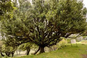 עץ ער אציל (עלי דפנה) בוגר בפארק ציבורי