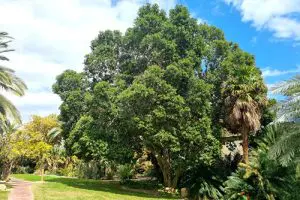 עץ פיקוס דמוי מגנוליה (מעוקם) בפארק