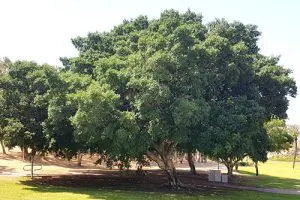 עצי חורש - פיקוס השדרה