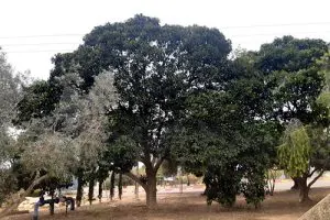 עצי חורש - פיקוסים חלודים