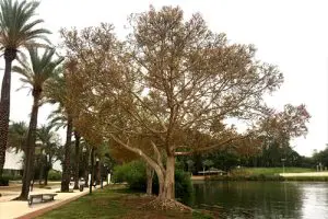 פיקוס קדוש בשלכת