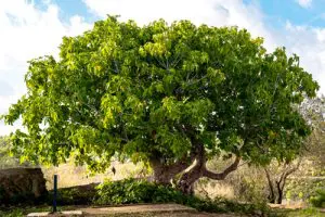 עץ פיקוס תאנה בוגר בטבע