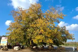 עץ פקאן בוגר - עלוות שלכת