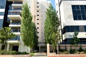 שדרת עצי צפצפה שחורה איטלקית בעיר