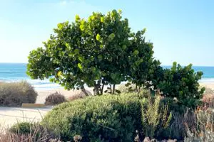 שיח קוקולובה ענבית גדל פרא בחוף הים